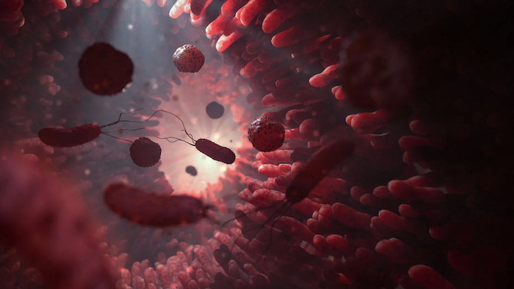 腸内細菌が免疫を操る？細胞にタンパク質を直接注入する新発見