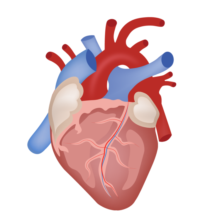 遺伝子から心臓病リスクを予測する新検査が登場、個別化された早期介入へ