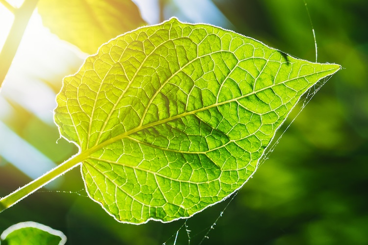 植物の超効率エネルギー伝達の謎を解明!未来の太陽電池に応用も