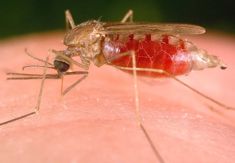 マラリア寄生虫の細胞分裂メカニズムを解明：新たな治療ターゲットの可能性