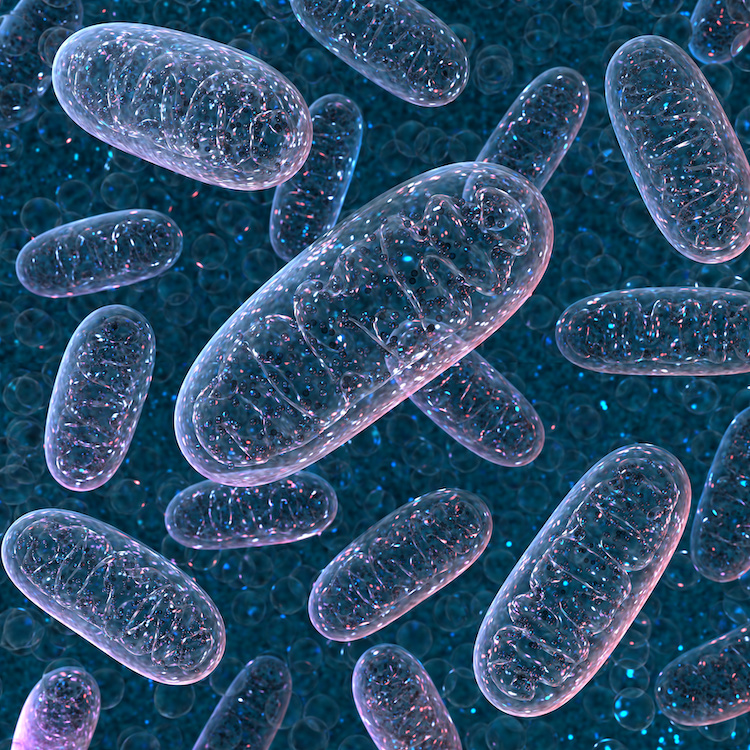 胆汁酸と肝障害：ミトコンドリア機能への影響を探る最新研究