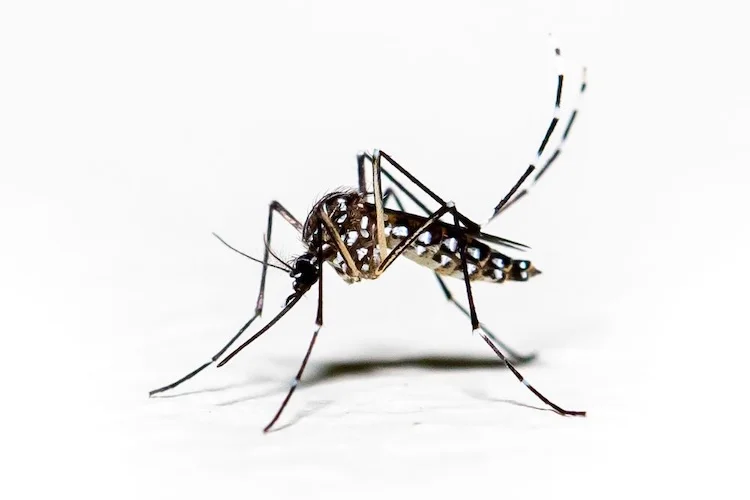 蚊の交尾は雌が決める：新発見「鍵と錠」のメカニズムとは