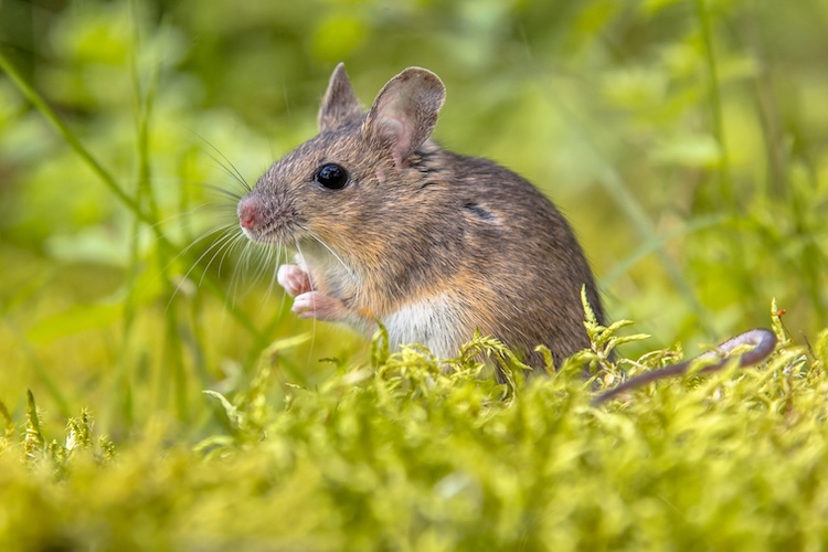 耳と目の細胞再生の鍵は同じ遺伝子?聴覚・視覚回復への新たな光