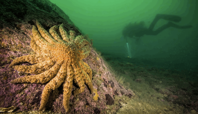 10年の謎解明！ヒトデを「溶かす」消耗病の原因菌を特定。生態系回復へ光