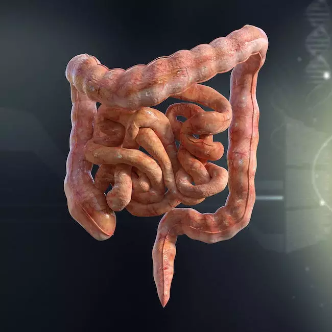 食事と腸管幹細胞：健康とがんリスクの関係を明らかにする最新研究