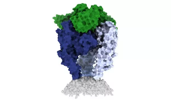狂犬病ウイルス表面タンパク質のネイティブな3D構造が初めて明らかに。 より効果的なワクチンの開発へ一歩前進。