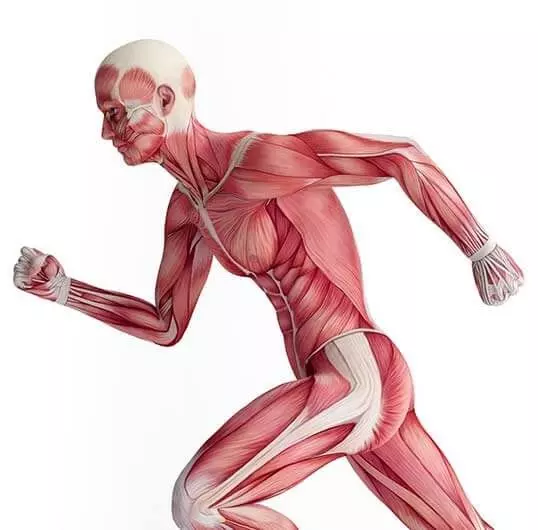 運動時の筋力増強を促進する遺伝子を発見。体を鍛えずに筋力を高められる可能性が示唆された。