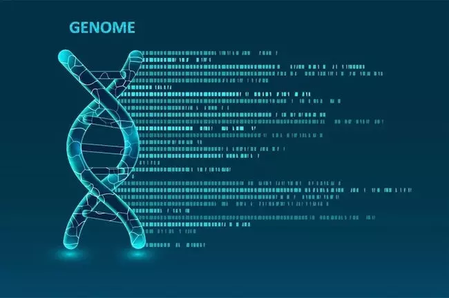 ヒトゲノムの "ダークマター"から新たな癌治療法を発見。アンチセンスオリゴで特定のロングノンコードRNAを無効化し、癌細胞の分裂を阻害。