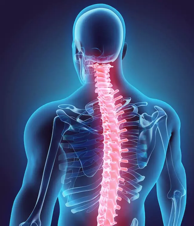 脊髄組織修復用のハイブリッド生体材料の合成に成功。脊髄損傷治療に応用の可能性。