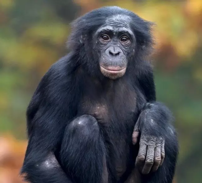 アフリカの野生猿がマラリア感染の被害を受ける中、ボノボはヒトに似た免疫遺伝子変異で有効に防御していることが判明。
