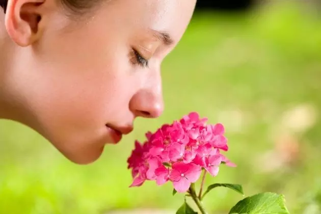 香りを理解する：嗅覚の分子イメージの解明により、新しい香りの創造に扉が開かれる