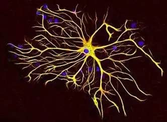 新種の細胞：グルタミン酸性アストロサイトが発見され、神経科学界に衝撃が走る