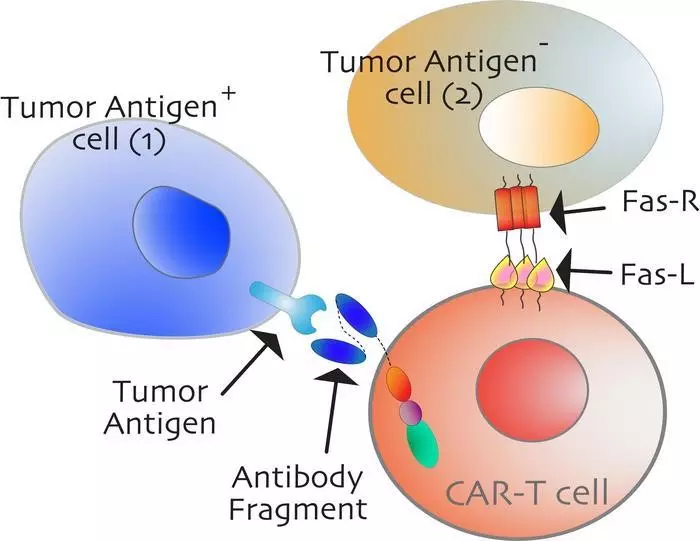 がん細胞死を活性化する「スイッチ」を発見
