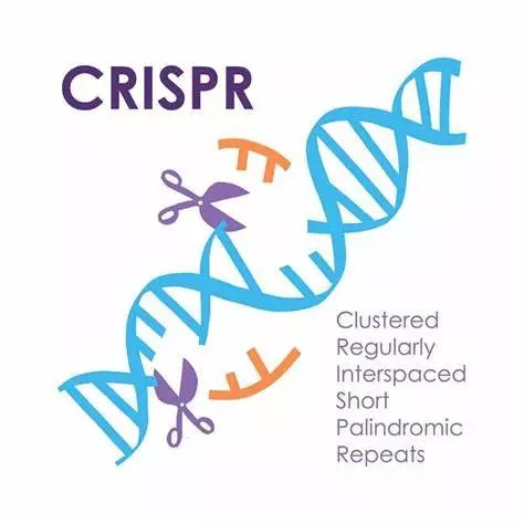 新しいタイプのCRISPR遺伝子ハサミ（Cas12a2）を発見