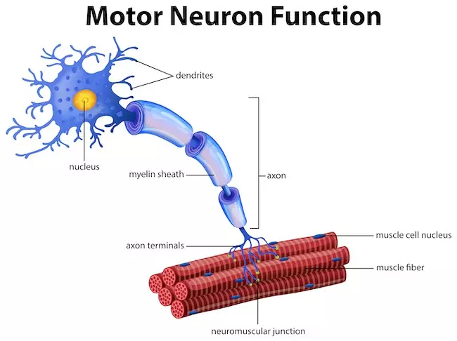 ALS治療に新展望：磁場介入で運動ニューロン回復を実証！