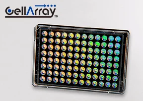 薬剤の心毒性評価に最適・CellArray-Heart 96ウェルプレート
